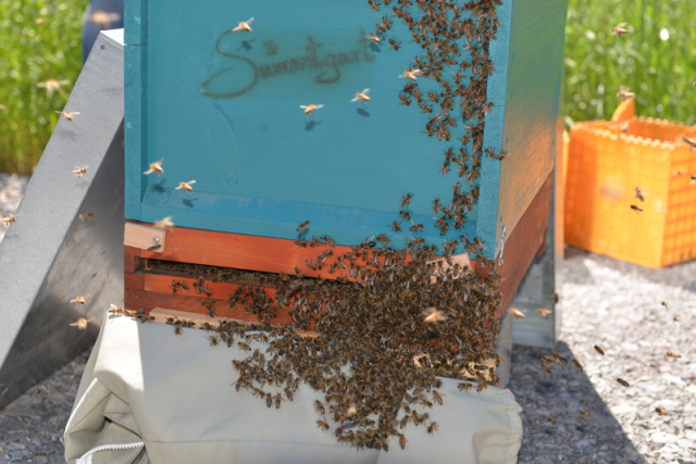 Bienen bei AMF